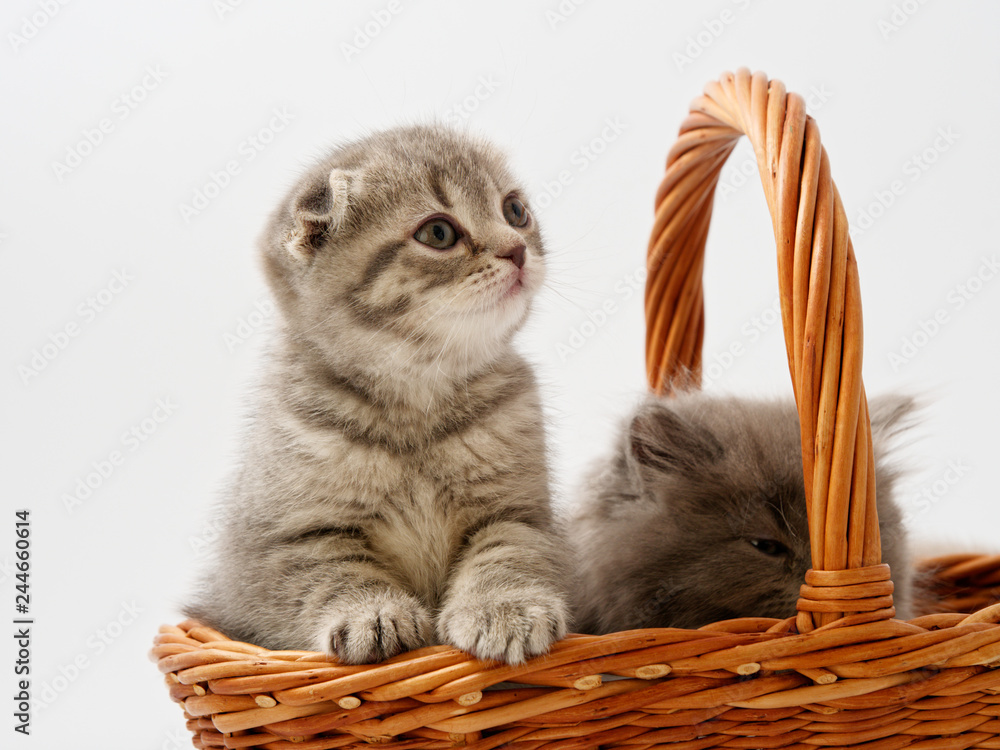 little kittens are sitting in a basket of wicker