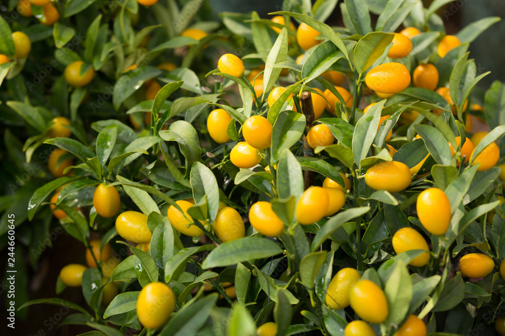 Fortunella margarita Kumquats ( or Cumquats ) decoration of Chinese lunar new year Fortunella margarita Kumquats ( or Cumquats ) decoration of Chinese lunar new year