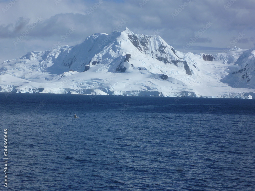 南極圏とクジラ