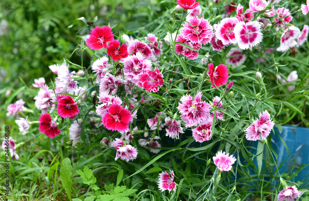 Close up of beautiful carnation flowers in the garden. Summer and autumn nature vintage background in daylight outdoors with plants Close up of beautiful carnation flowers in the garden. Summer and autumn nature vintage background in daylight outdoors with plants