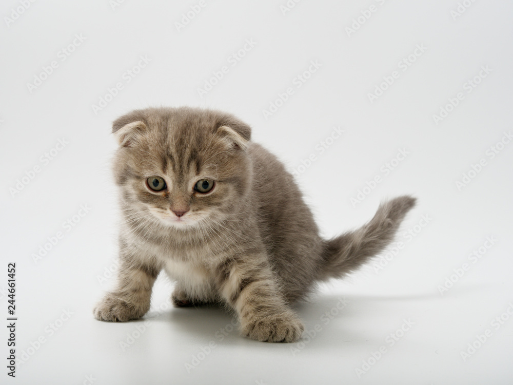 Obraz premium little kittens british fold on white background