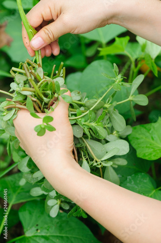 Hands picking mint plant in garden