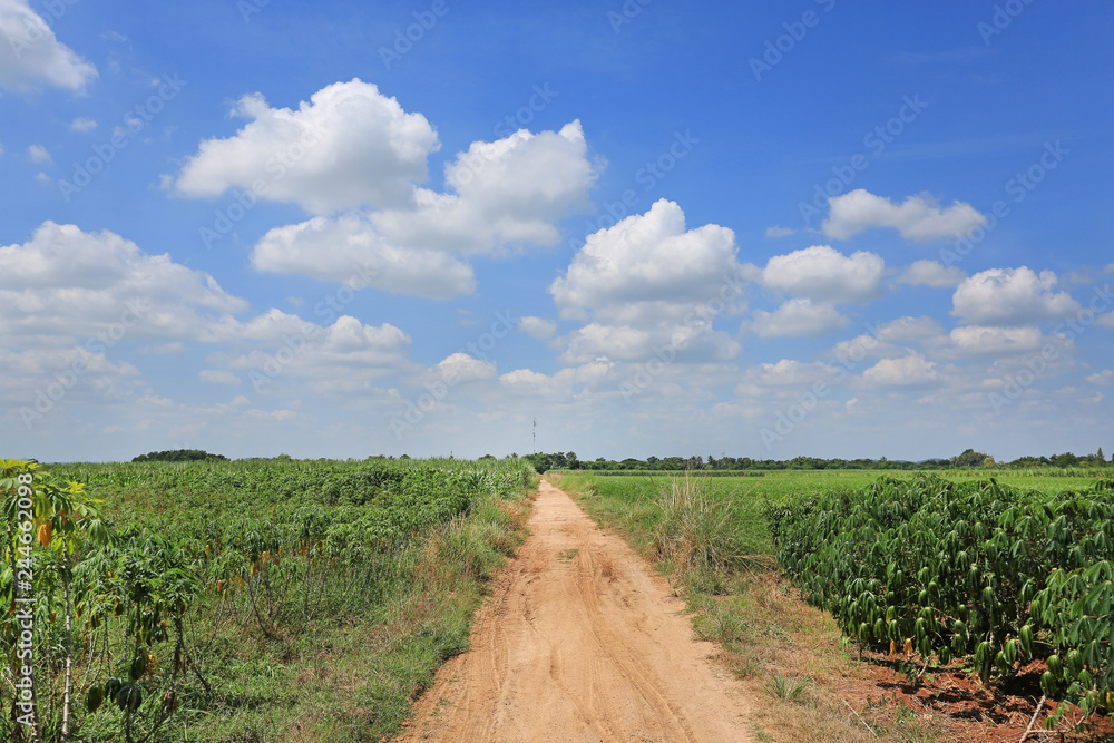 Country road in Cassava plantation field.
