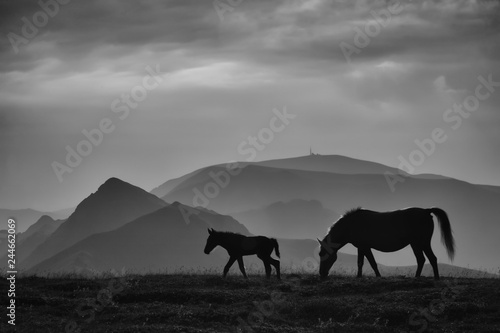 Fototapeta Naklejka Na Ścianę i Meble -  Wild horses in the mountain