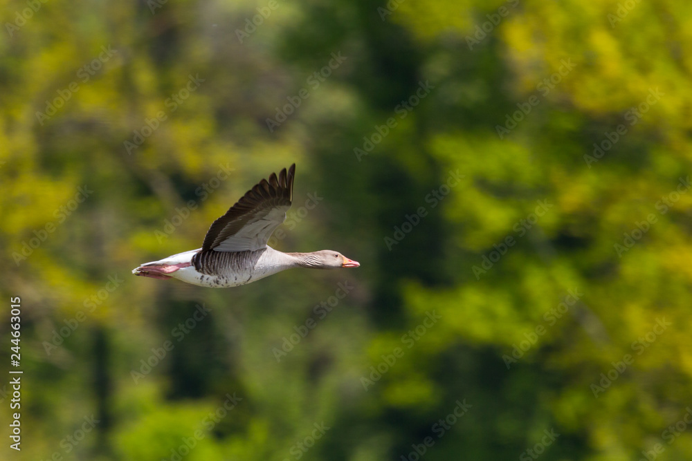 detailed view one gray goose (anser anser) flying in front of green forest detailed view one gray goose (anser anser) flying in front of green forest