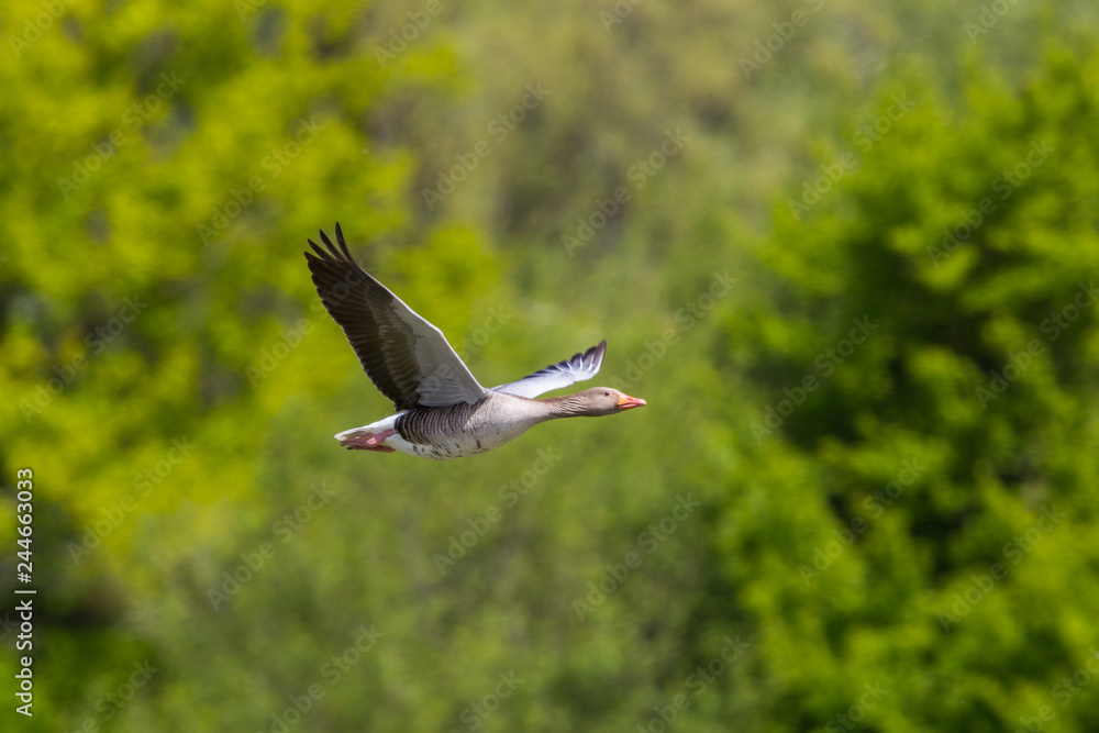 close view one gray goose (anser anser) flying in front of green trees close view one gray goose (anser anser) flying in front of green trees