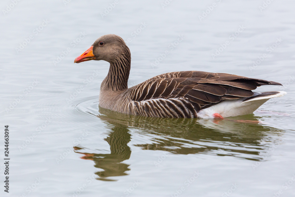 close side view portrait gray goose (anser anser) swimming in water close side view portrait gray goose (anser anser) swimming in water