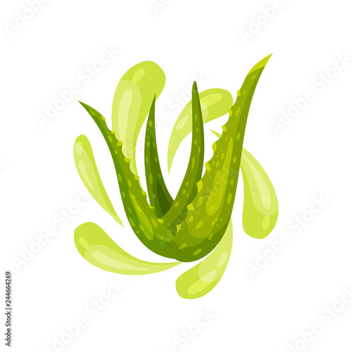 Leaves of aloe vera and green oil drops. Natural skin care cosmetic. Health and beauty theme. Flat vector icon