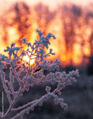 frosty morning dawn