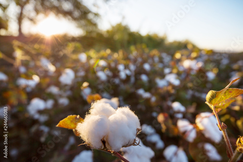 Valokuva Cotton