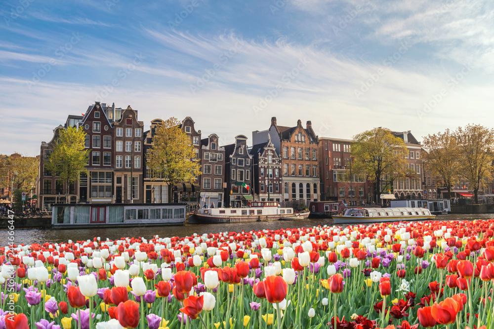 Amsterdam Netherlands, city skyline Dutch house at canal waterfront with spring tulip flower