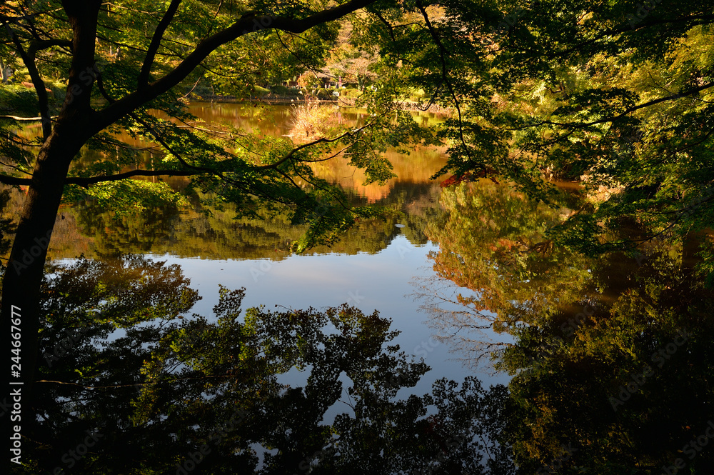 Obraz premium 薬師池公園秋