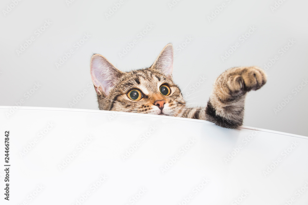 Tabby curious cat. White background - obrazy, fototapety, plakaty 