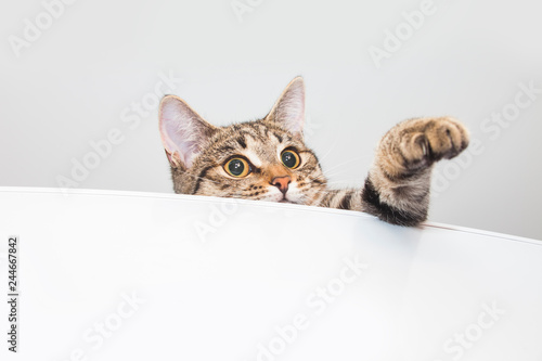 Tabby curious cat. White background