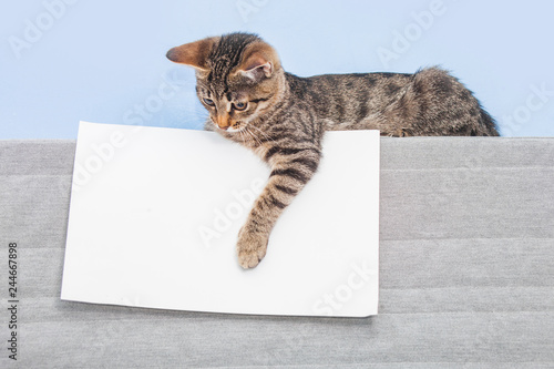 Kitten holding a white sheet