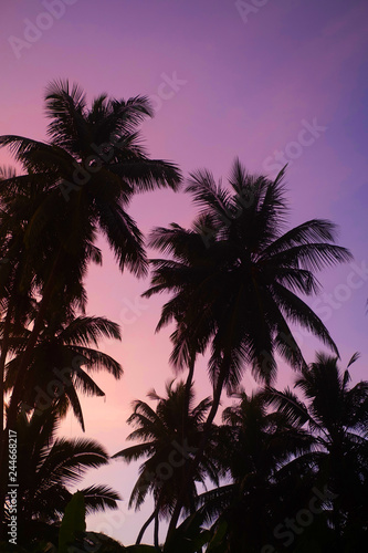 Palm trees silhouettes on tropical beach at vivid sunset time