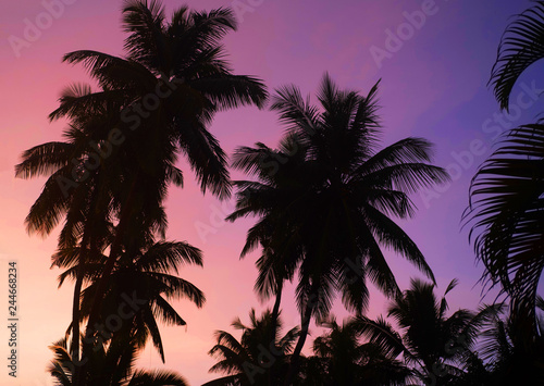 Palm trees silhouettes on tropical beach at vivid sunset time