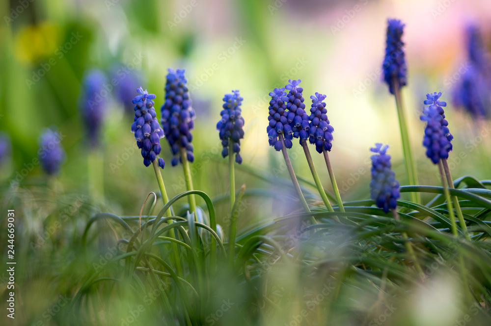 Fototapeta premium Muscari armeniacum ornamental springtime flowers, flowering blue plant in the garden