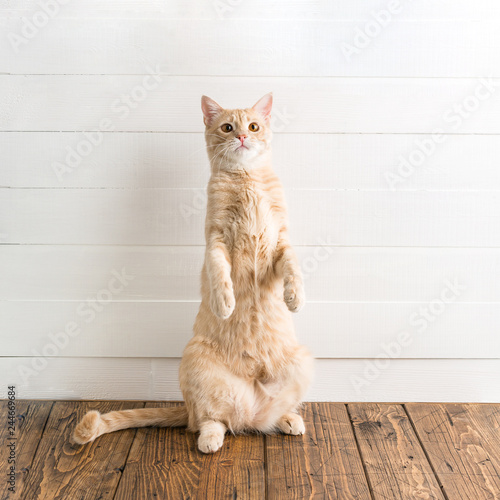Fotografie Red cat stands on its hind legs, white wooden background