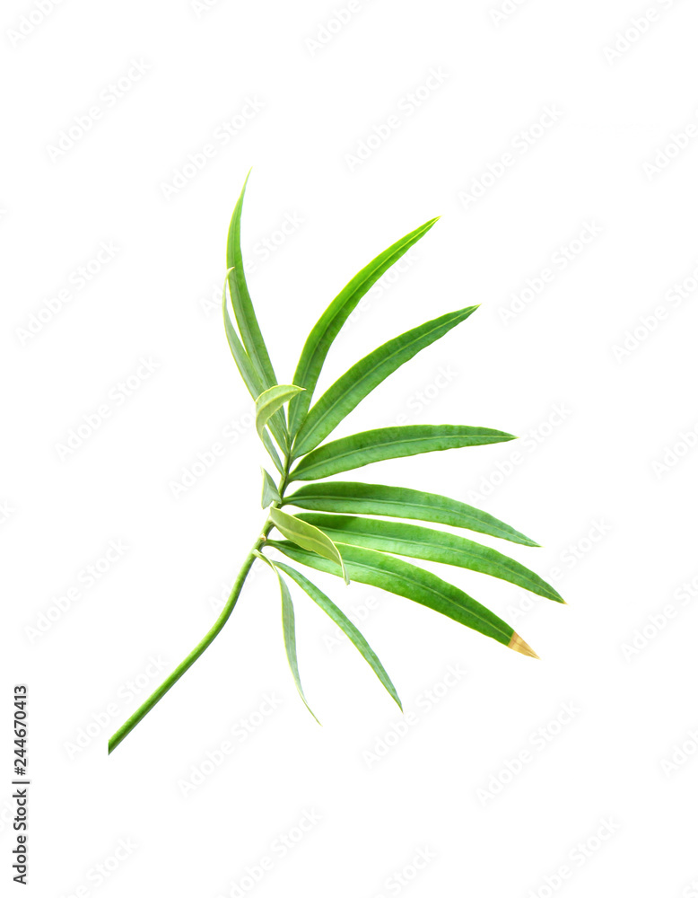 tropical green palm leaf isolated on white for summer background tropical green palm leaf isolated on white for summer background