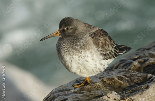 A stunning Purple Sandpiper (Calidris maritima) resting on a rock on the shoreline at high tide. A winter visiting bird to the U.K.