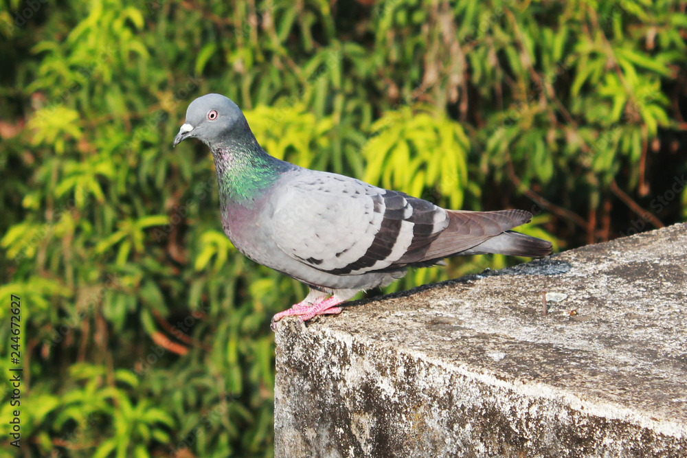 Obraz premium gołąb siedzący na dachu budynku