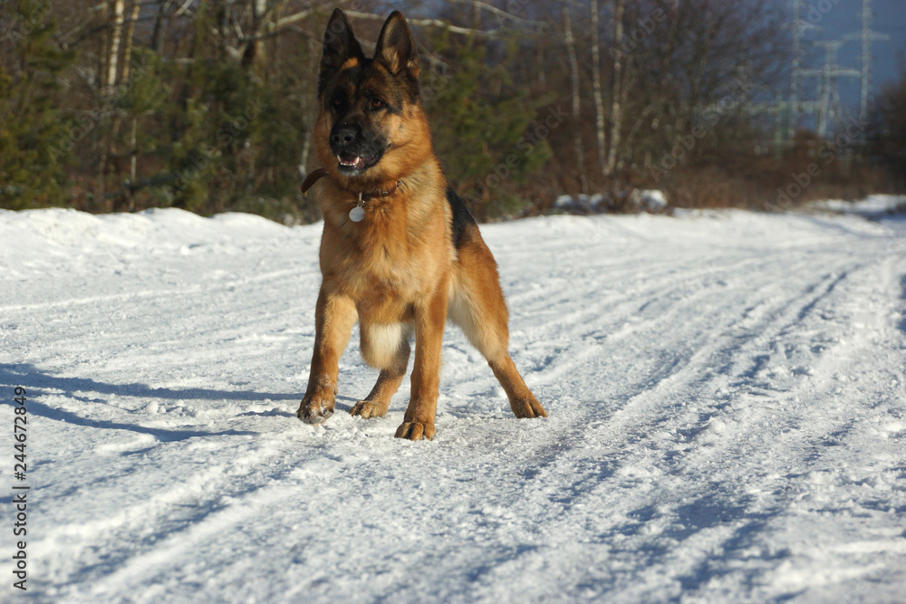 German shepherd dog running on snow in cold weather