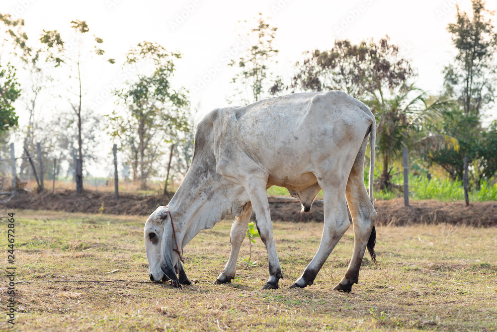Cow eating organic grass in grazing, livestock in Thailand Cow eating organic grass in grazing, livestock in Thailand