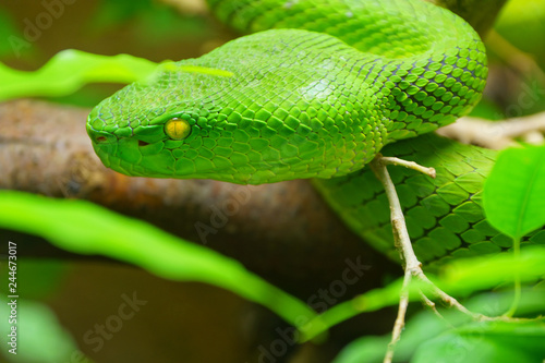 Close up White-lipped Green Pit Viper snake (trimeresurus albolabris) in nature