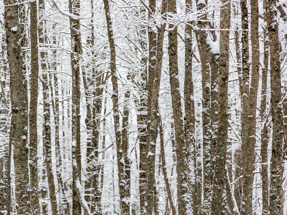 Fototapeta premium Particolare dei Faggi con neve. Faggeta dell’Aschiero - Prati di Tivo, Gran Sasso