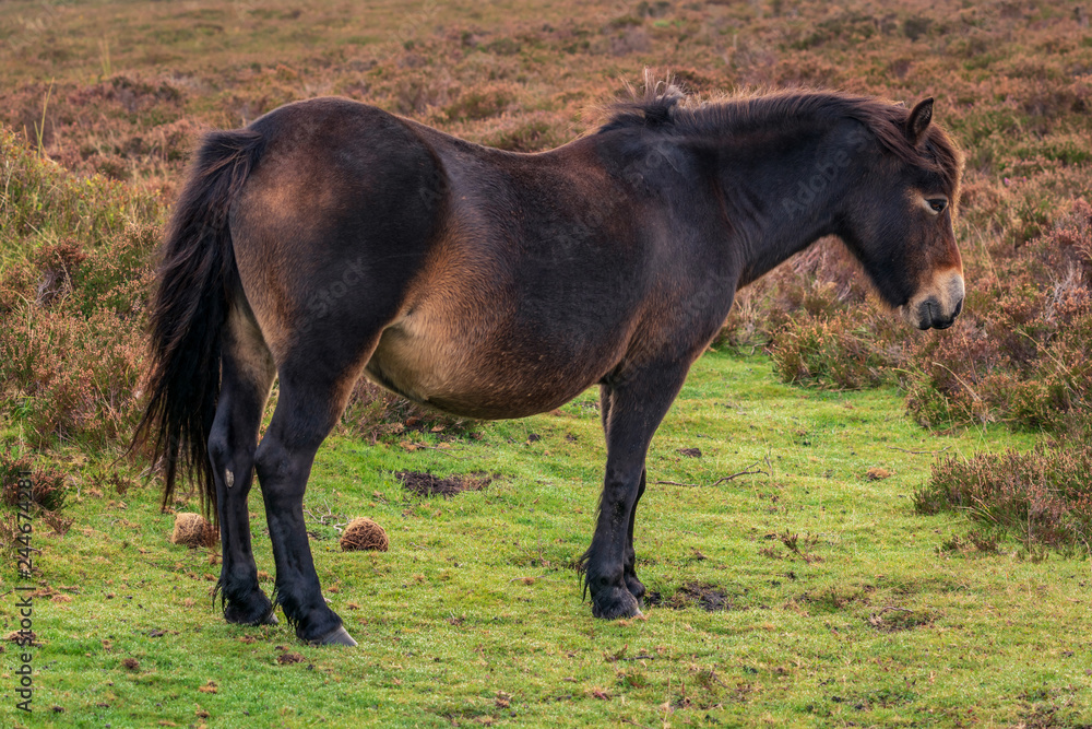Obraz premium Wild Exmoor Ponies, seen on Porlock Hill in Somerset, England, UK