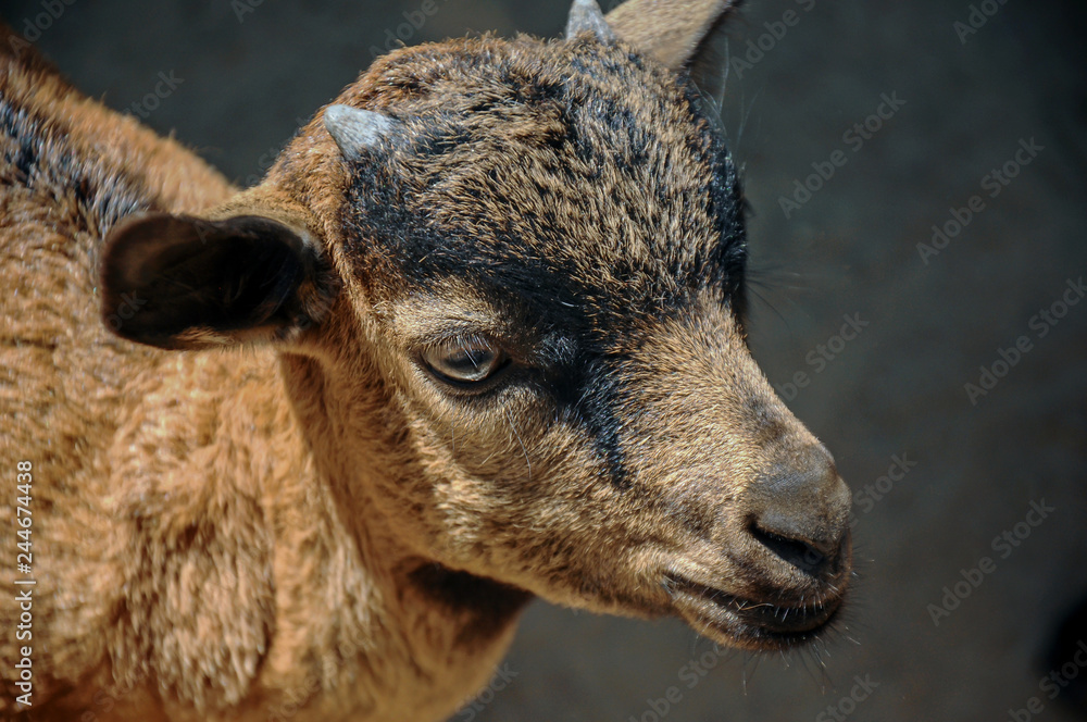 Fototapeta premium Close up of Head baby goat, Brown goat