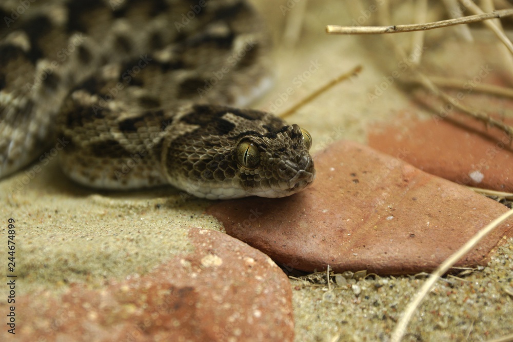 Fototapeta premium Najbardziej jadowity wąż azjatycki z ZSRR efa (Echis carinatus)