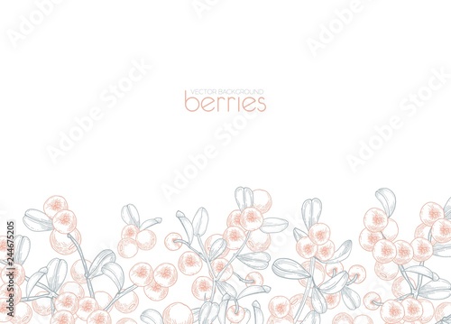 Elegant banner template decorated with lingonberries hand drawn with contour lines on white background. Background with wild boreal berries and leaves. Monochrome vector illustration in vintage style.