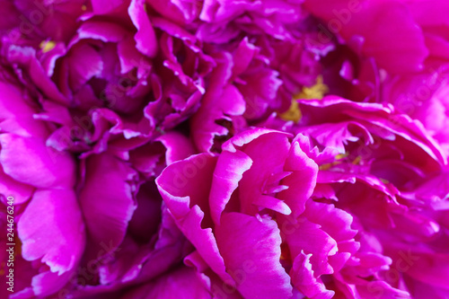 Close up pink peony flowers background