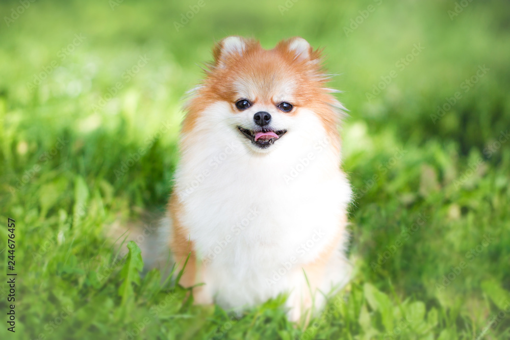 Beautiful pomeranian spitz orange color. Nice friendly dog pet on bright green grass in the park in the summer season.
