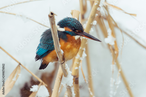 Kingfisher perches on a stake in a pond in winter. - Image