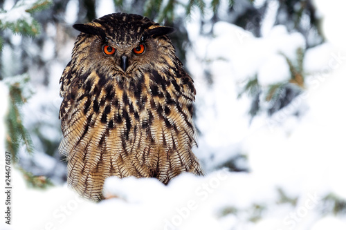 Great Horned Owl sitting on coniferous tree - Image