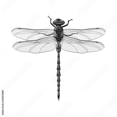 Vector illustration of insect and fly sign. Set of insect and element stock vector illustration.