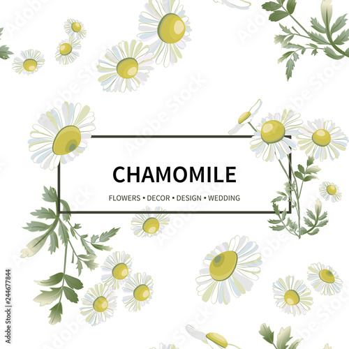 Chamomiles scattered randomly on white background.Daisy flower drawing.