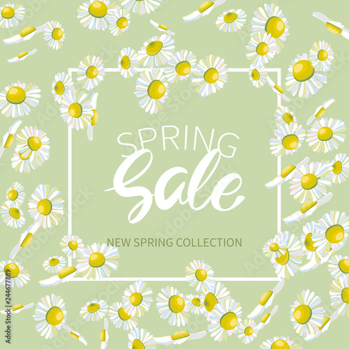 Spring SALE,hand written lettering. Banner with lots of daisies