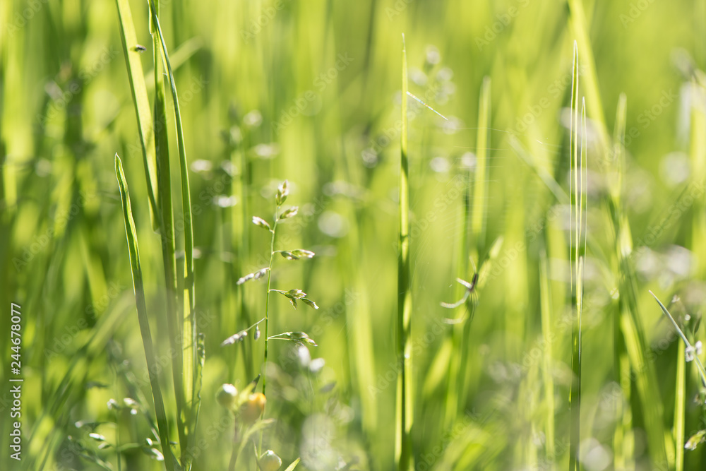 Abstract green bokeh background. Element of design.