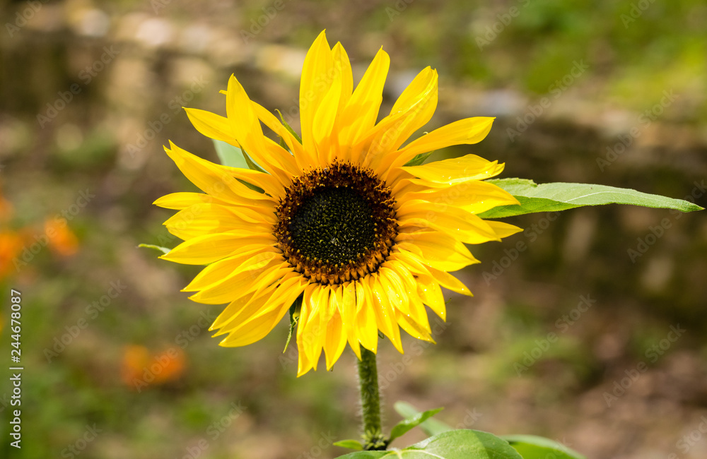 Fototapeta premium Sunflower with leaf