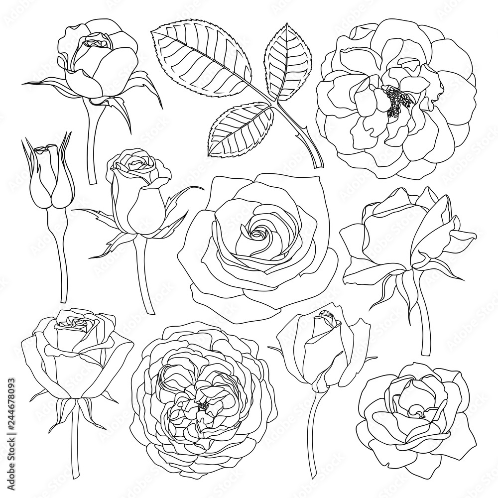 Vector set of isolated roses outlines. Hand drawn flower illustrations on white background. Floral elements collection. Vector set of isolated roses outlines. Hand drawn flower illustrations on white background. Floral elements collection.