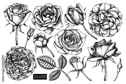 Collection of roses - flowers, buds, leaves drawings. Vector floral sketches set. Hand drawn botanical illustrations. Summer design elements. 