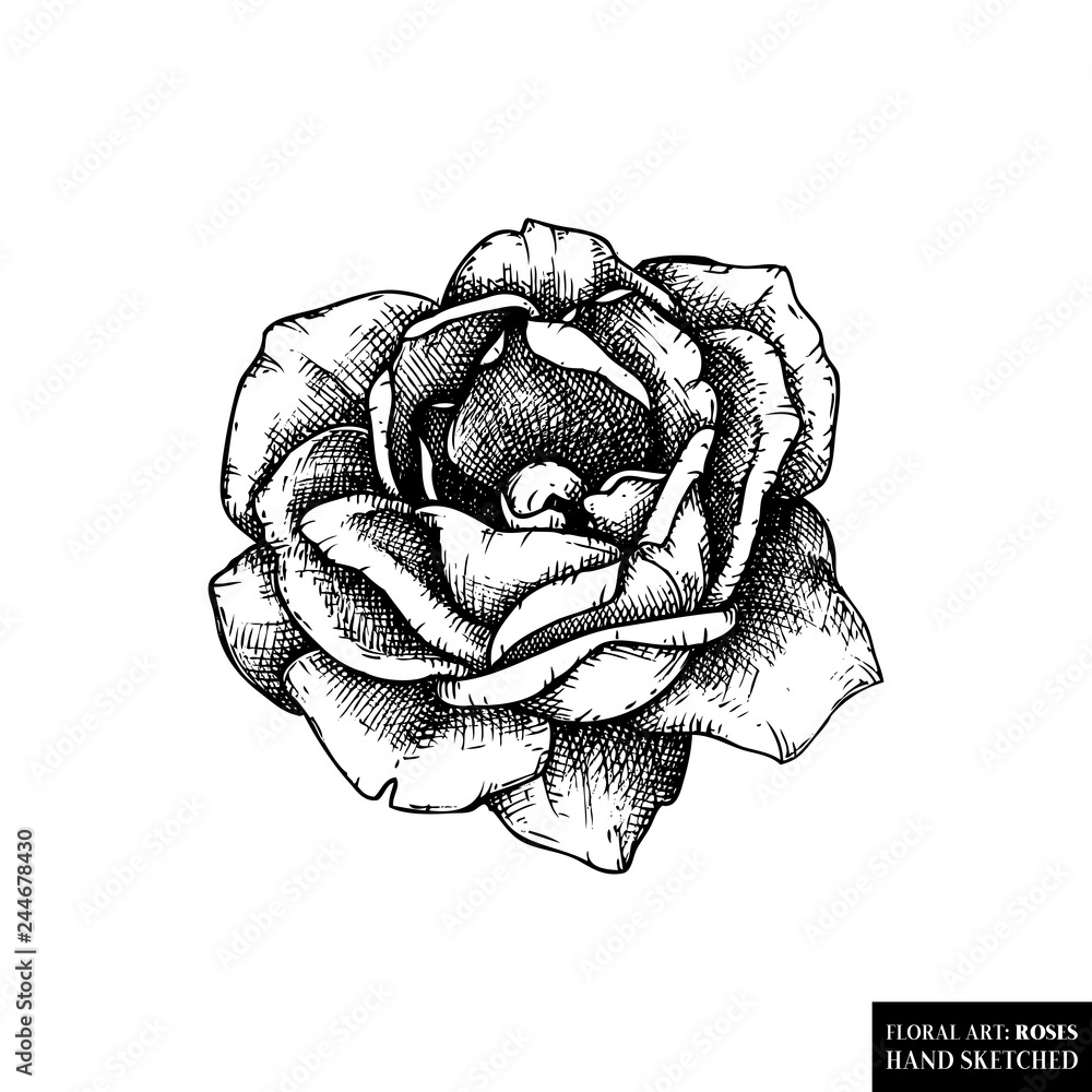 Rose botanical illustration. Hand drawn flower sketch. Black and wite