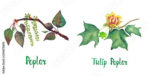 Poplar (Populus nigra) and Tulip poplar (Liriodendron tulipifera or American tulip tree) branch with green leaves and flower, hand painted watercolor illustration with inscription isolated on white photo