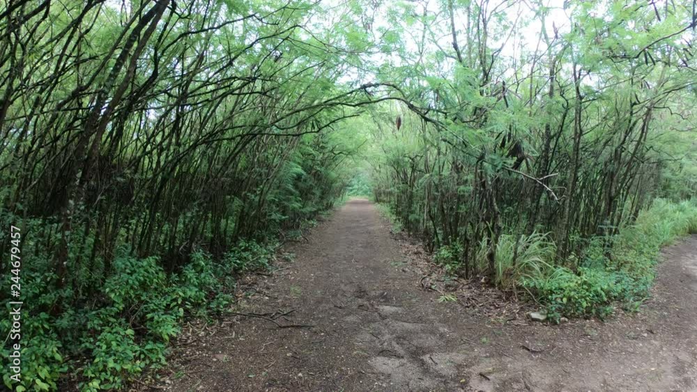 Wide Angle View of Hiking Trail Along Tree Lined Tropical Forest Wide Angle View of Hiking Trail Along Tree Lined Tropical Forest