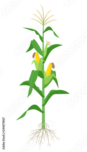 Maize plant isolated on white background with yellow corncobs, green leaves and roots vector illustration in flat design.