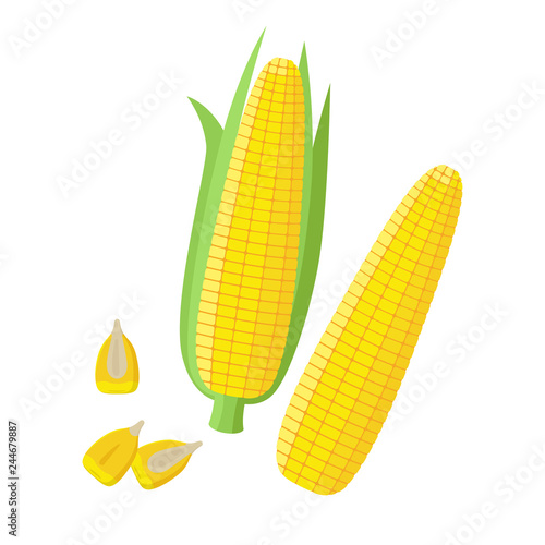 Corn ear, Ripe corn cobs, corn seeds, grains vector illustration in flat design isolated on white background. Peeled maize, piece and seeds.